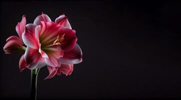 oscuro rosado amarilis flor en negro antecedentes ai generado foto