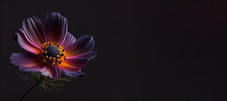 Dark cosmos flower in black background photo