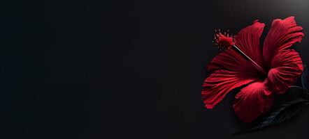 Dark petunia flower in black background photo