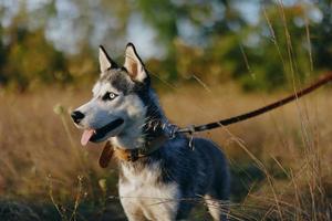 A dog of the Husky breed walks in nature on a leash in the park, sticking out his tongue from the heat and looking into the profile of the autumn landscape photo