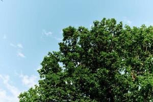 primavera verde hojas en un árbol en contra un azul cielo, foto
