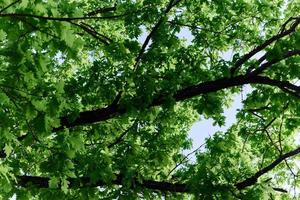 Spring blooms of nature, green young leaves of a tree against a blue sunny sky photo