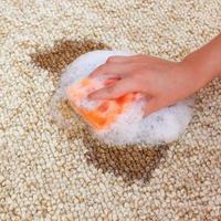 Female hand cleans the carpet with a sponge and detergent. Coffee spilled on the carpet. photo