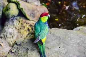 Detailed view of a bird photo