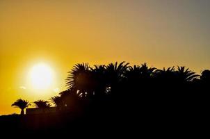 Scenic palm tree view photo