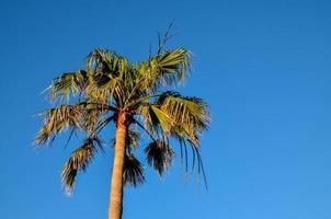 Scenic palm tree view photo