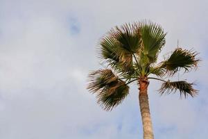 Scenic palm tree view photo