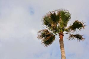 escénico palma árbol ver foto