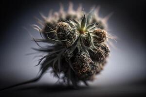 dry cannabis bud closeup photo