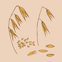 Oat plant. Doodle set. Color illustration, oats, seeds, cereal. Agriculture and growing crops. Drawn by hand.Design element. Food and organic production.Vector vector