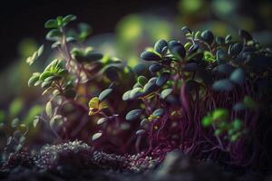 microgreens planta debajo fito LED luzmacro generativo ai foto