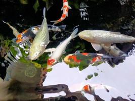 fish exploring the beauty and uniqueness of one of the world's most popular ornamental fish photo