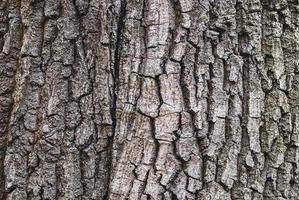 Old tree bark texture, closeup photo