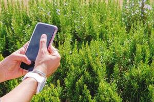 woman hands take picture of wild rosemary with mobile phone, using mobile application to recognise plant species online photo