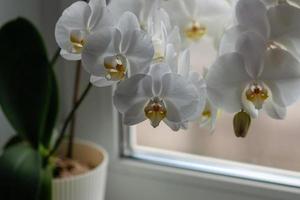 blanco polilla orquídea en antepecho con pobre Encendiendo, planta de casa cuidado en invierno foto
