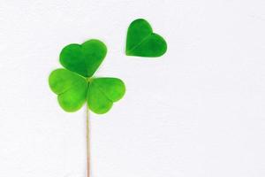 four leaf clover to be on white, copy space photo