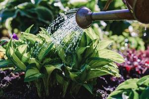Watering hosta plant on a flowerbed in the evening the garden photo