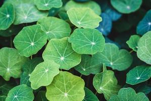 Green leaves of garden nasturtium cultivated as food plant photo