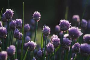 púrpura cebollín flores, allium Schoenoprasum en oscuridad noche ligero foto