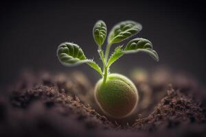 a plant comes out of a seed in the ground photo