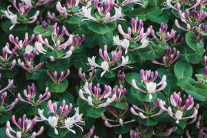 Sweet honeysuckle Lonicera caprifolium plant with pink fragrant flowers photo