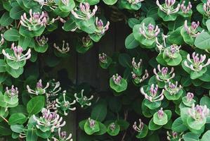 Goat-leaf Honeysuckle Lonicera caprifolium with flower buds, closeup photo