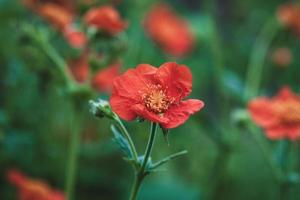 escarlata avens geum coccineum rojo flores en contra verde antecedentes foto