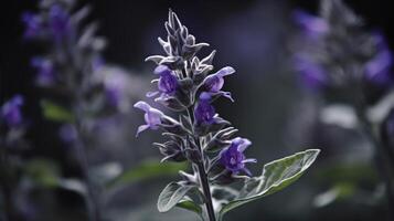 flowering salvia divinorum photo