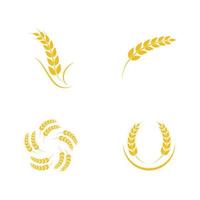 Agriculture wheat vector