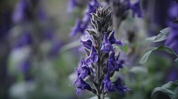 flowering salvia divinorum photo