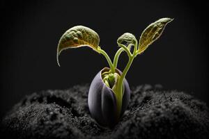 a plant comes out of a seed in the ground photo