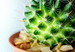 Mammillaria Cactus in the plastic pot photo