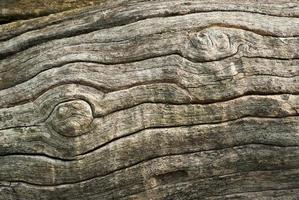 Textura superficial abstracta y trincheras en la corteza del tronco de un árbol foto