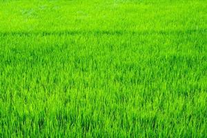 Rice field scenery in thailand, green background photo