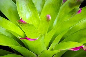 textura detallada y espinas en el borde de las hojas de bromelia foto