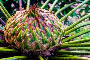 Female cone of Cycas siamensis Miq plant photo