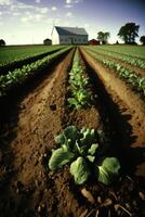 local farm practicing sustainable agriculture. photo