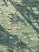 Leaves shadow background on concrete wall texture, leaves tree branches shade with sunlight photo