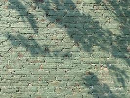 Leaves shadow background on concrete wall texture, leaves tree branches shade with sunlight photo