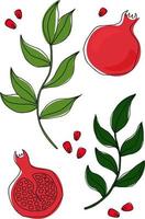 Set with pomegranate branches with leaves vector