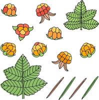 A set of different cloudberry berries, leaves and coniferous needles. vector