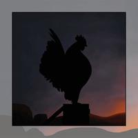 Illustration of a rooster with the sun rising behind him. Vector illustration of a rooster