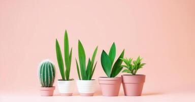potted plants on pink background photo
