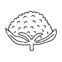 Cauliflower black and white vector line illustration of cabbage