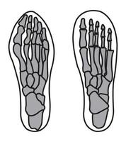 bones of foot illustration vector