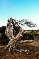 retorcido árbol maletero foto