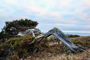 Twisted tree trunk photo