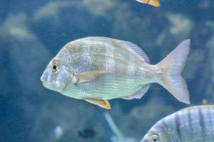 peces en el acuario foto