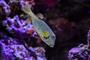 Fish in the aquarium photo