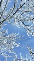 The frozen winter view with the forest and trees covered by the ice and white snow photo